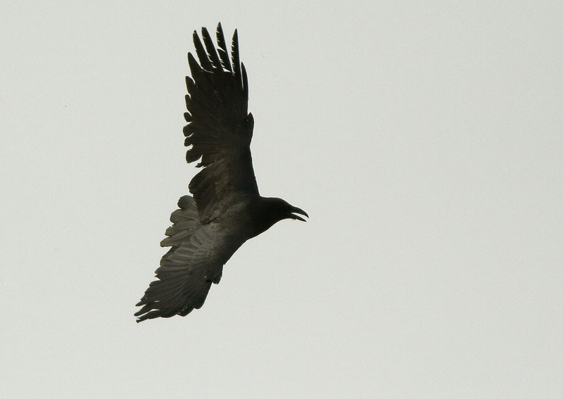 Korppi Corvus corax