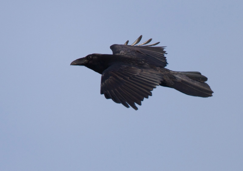 Korppi Raven (Corvus corax)
