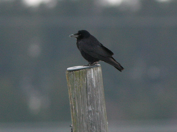 Mustavaris