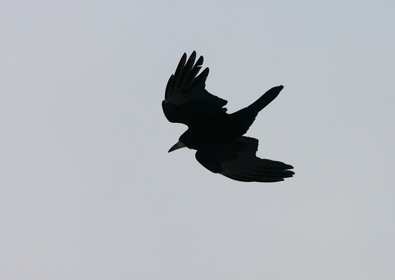 Mustavaris Rook (Corvus frugilegus)