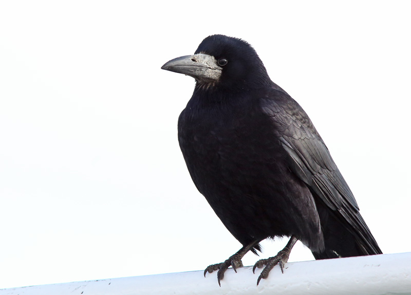 Mustavaris Rook (Corvus frugilegus)