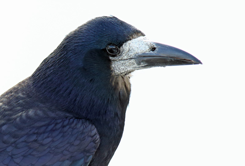 Mustavaris Rook (Corvus frugilegus)