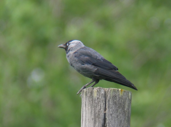 Naakka