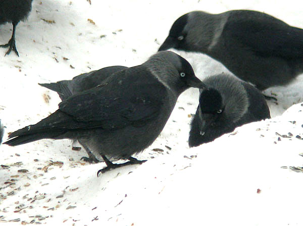 Naakka