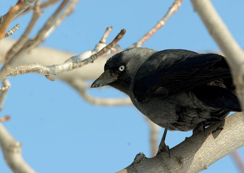 Naakka Corvus monedula