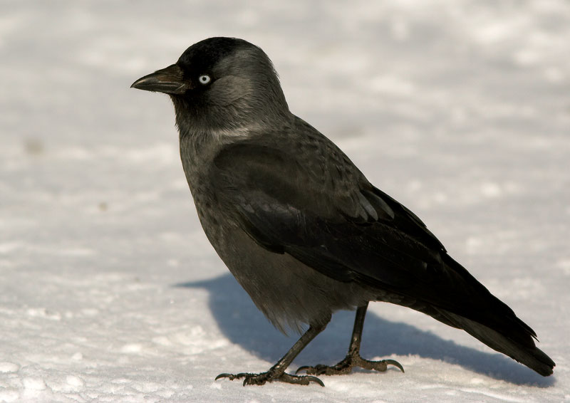 Naakka Corvus monedula