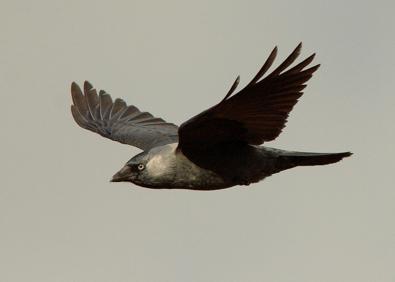 Naakka Corvus monedula