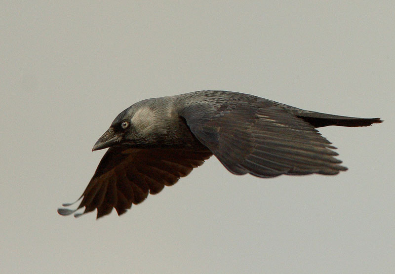 Naakka Corvus monedula