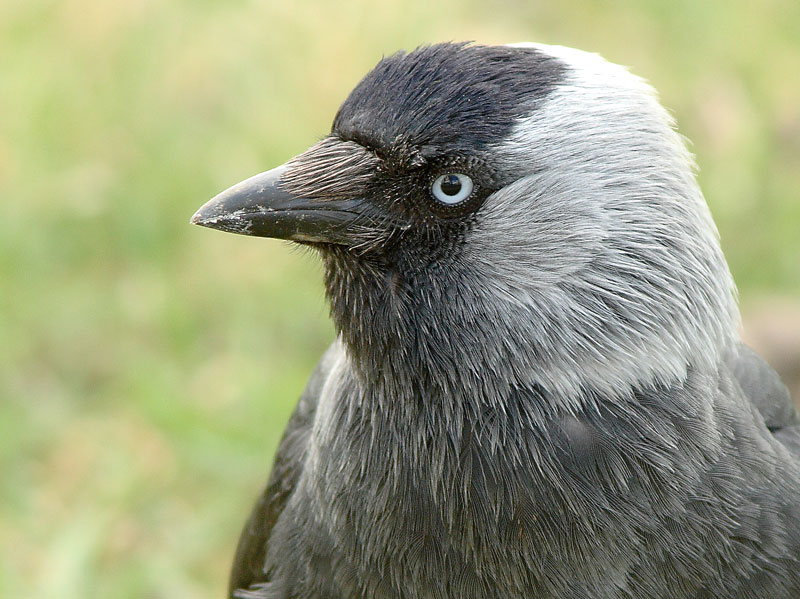 Naakka Corvus monedula