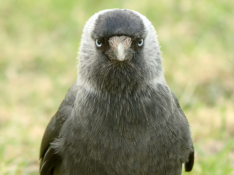 Naakka Corvus monedula