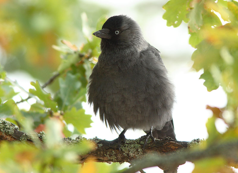 Naakka Corvus monedula