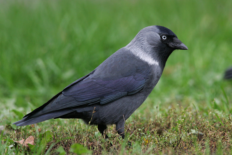 Naakka Corvus monedula