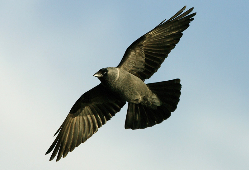 Naakka Corvus monedula