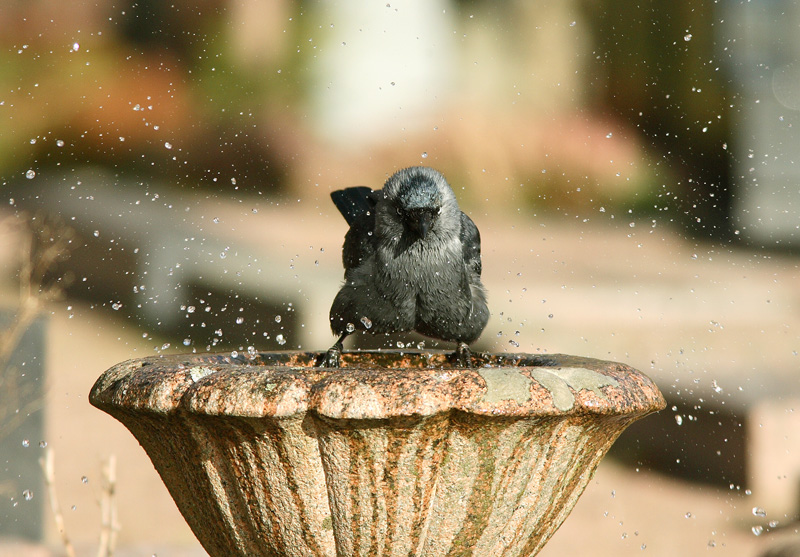 Naakka Corvus monedula