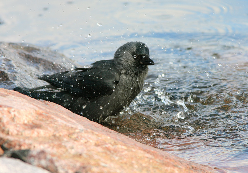 Naakka Corvus monedula