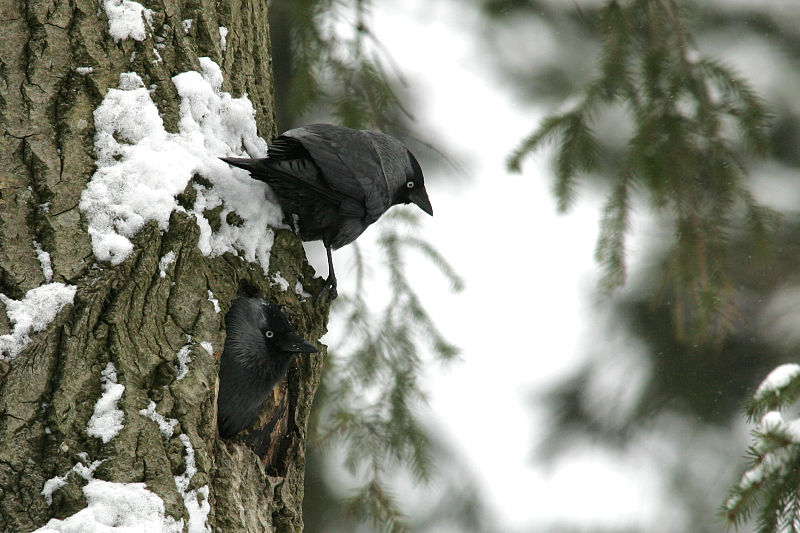 Naakka Corvus monedula