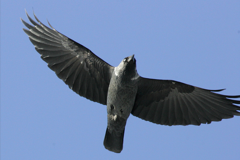 Naakka Corvus monedula