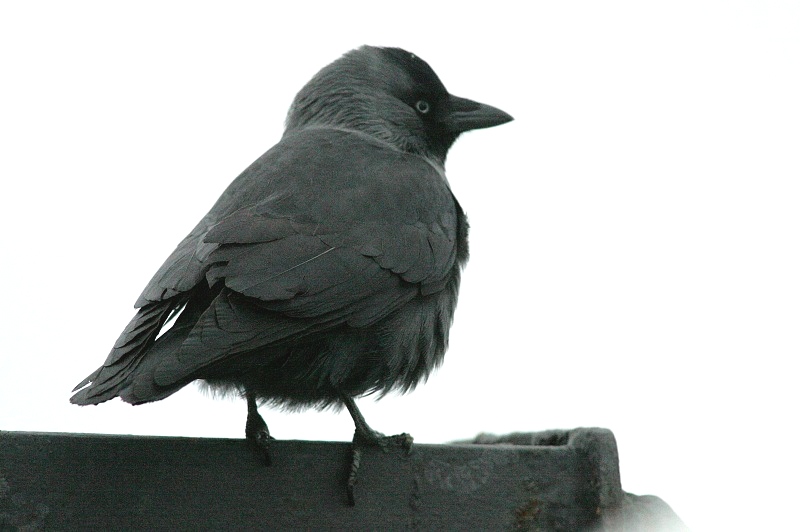 Naakka Corvus monedula