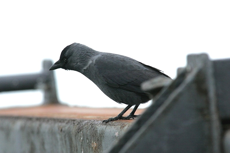 Naakka Corvus monedula