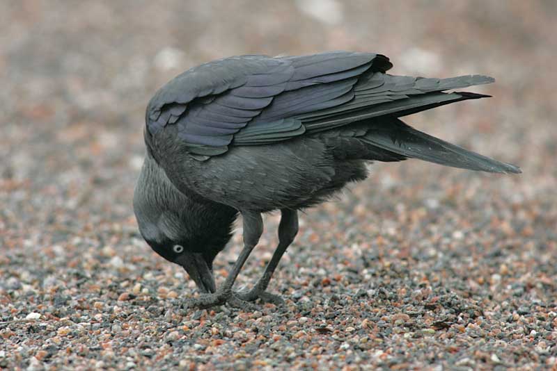 Naakka Corvus monedula