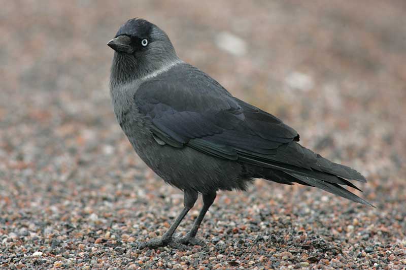 Naakka Corvus monedula