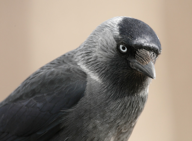 Naakka Eurasian Jackdaw (Corvus monedula)