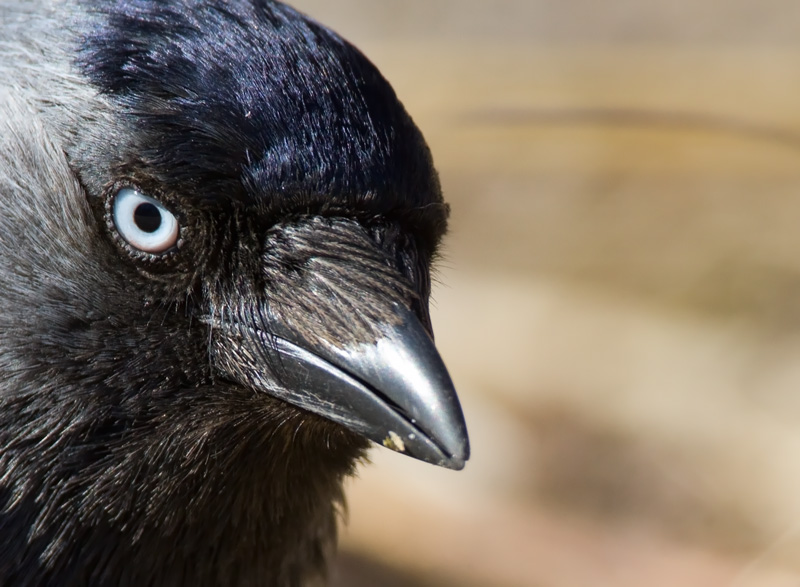 Naakka Corvus monedula