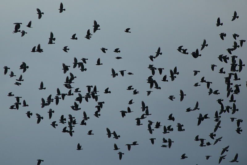 Naakka Corvus monedula