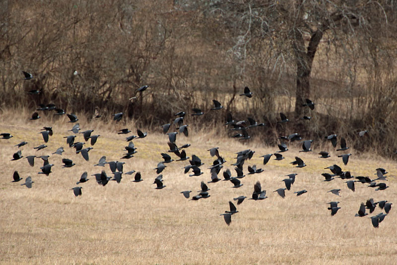 Naakka Corvus monedula
