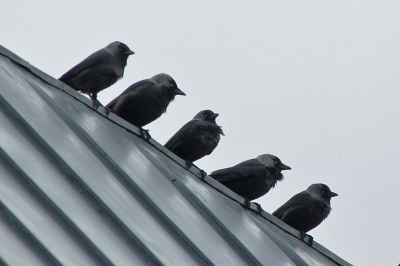 Naakka Corvus monedula