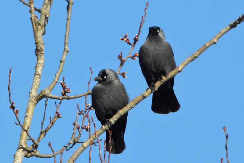 Naakka Corvus monedula