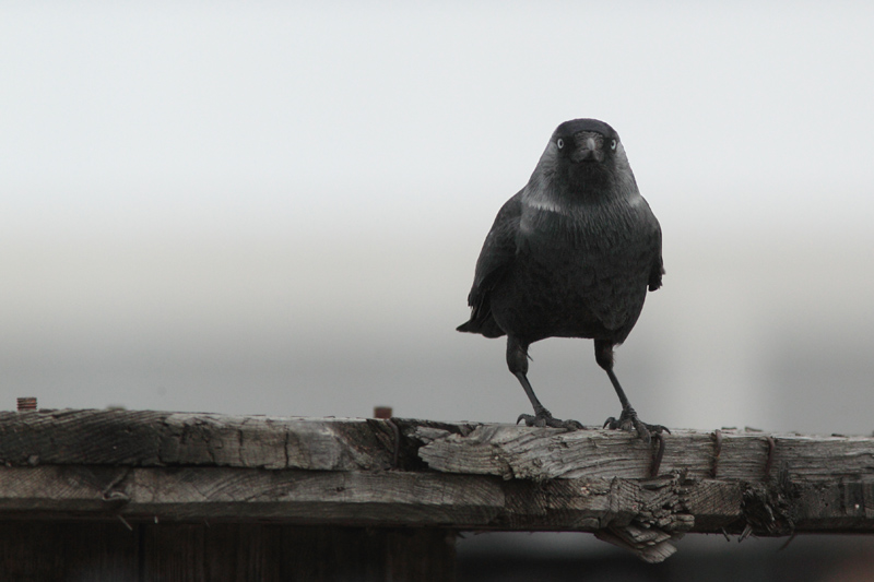 Naakka Corvus monedula
