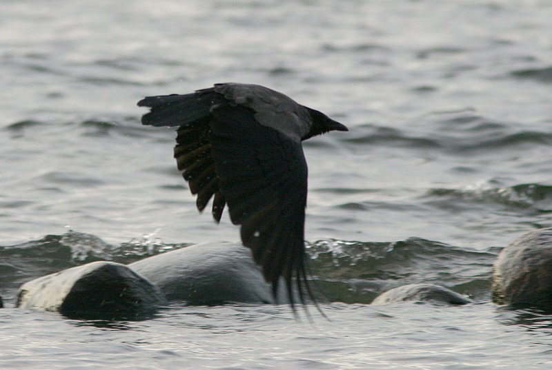 Varis Hooded Crow (Corvus corone)
