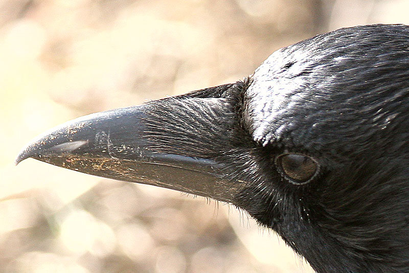 Varis Hooded Crow (Corvus corone)