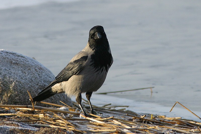 Varis Hooded Crow (Corvus corone)
