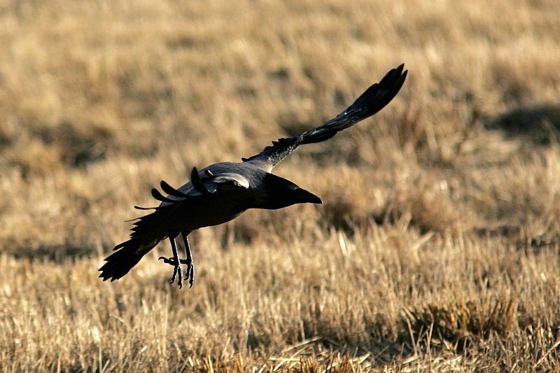 Varis Hooded Crow (Corvus corone)