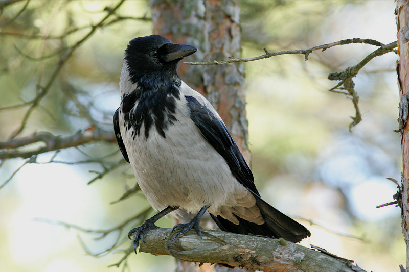 Varis Hooded Crow (Corvus corone cornix)