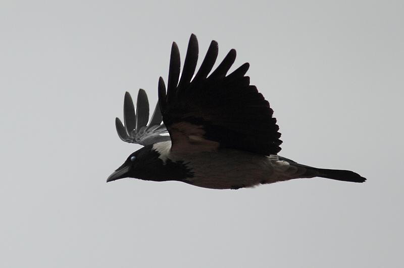 Varis Hooded Crow (Corvus corone cornix)
