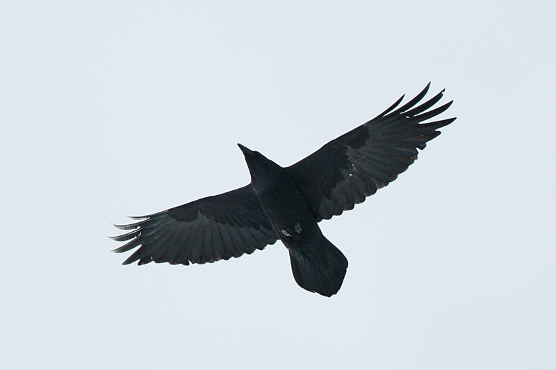 Korppi Raven (Corvus corax)