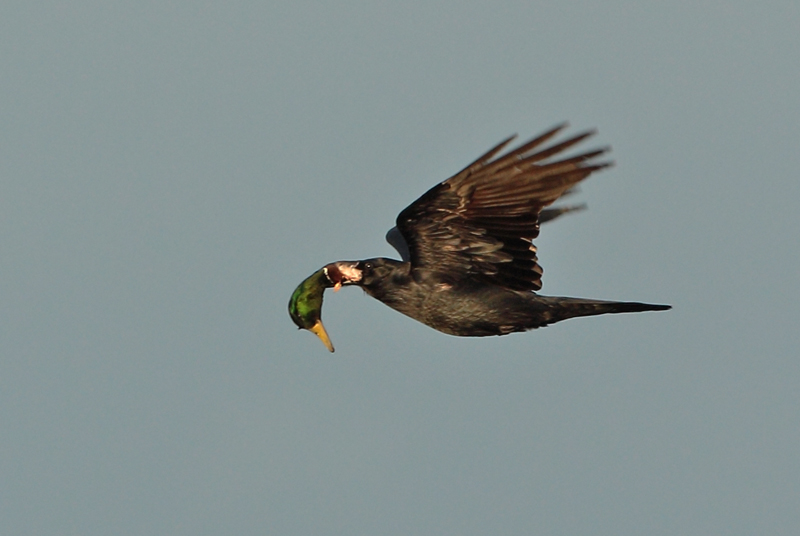 Korppi Raven (Corvus corax)