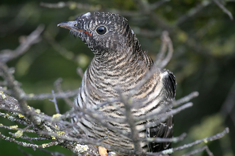 K�ki Cuculus canorus