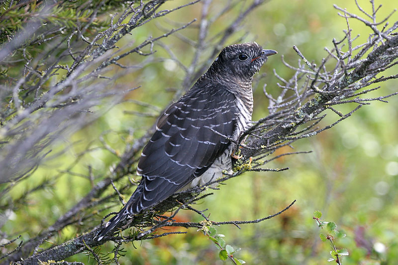 K�ki Cuculus canorus