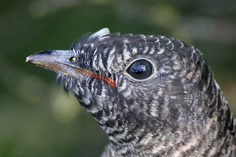K�ki Cuculus canorus