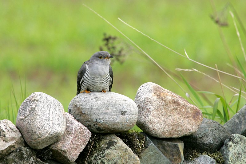 K�ki Cuckoo, Cuculus canous
