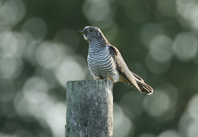 K�ki Cuckoo, Cuculus canous