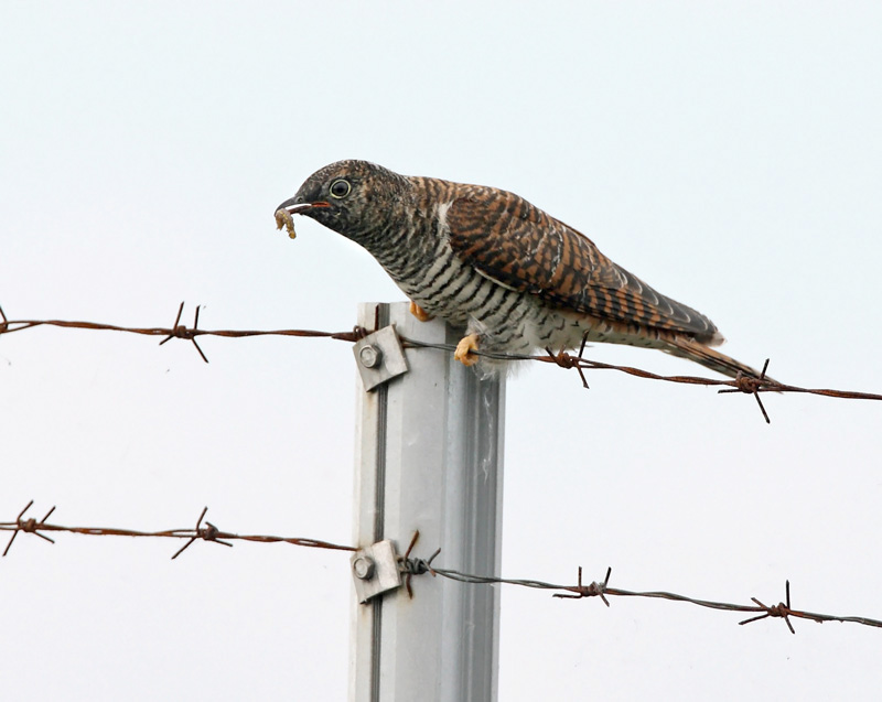 K�ki Cuckoo, Cuculus canous