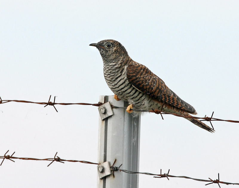 K�ki Cuckoo, Cuculus canous
