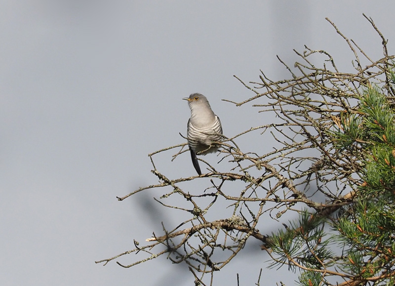 K�ki Cuckoo, Cuculus canous