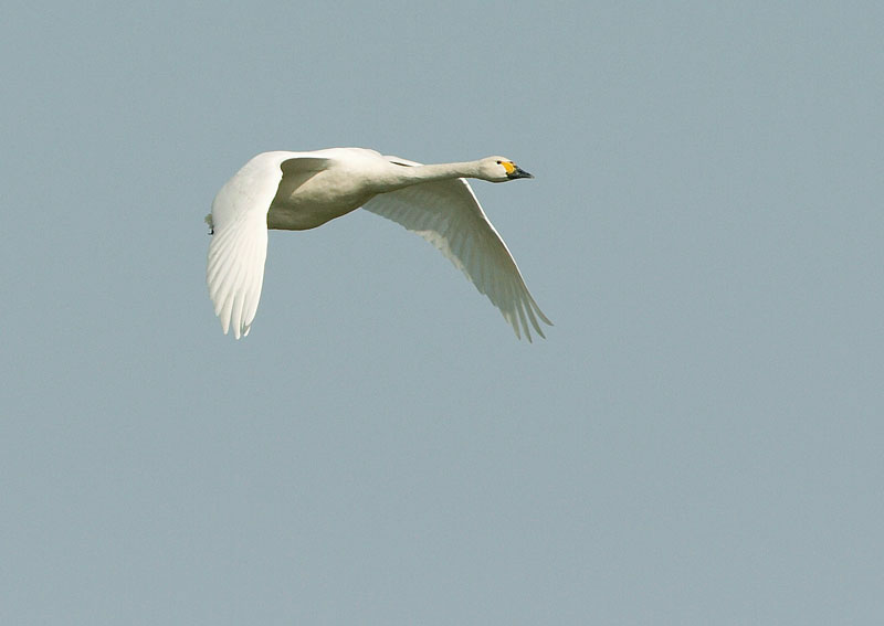 Pikkujoutsen Cygnus columbianus