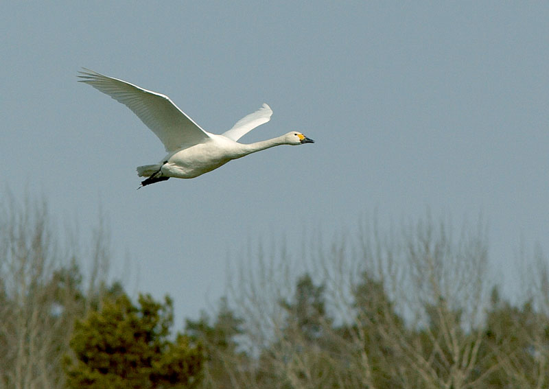 Pikkujoutsen Cygnus columbianus